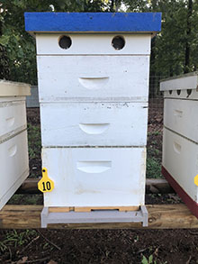 10 Frame Langstroth Hive